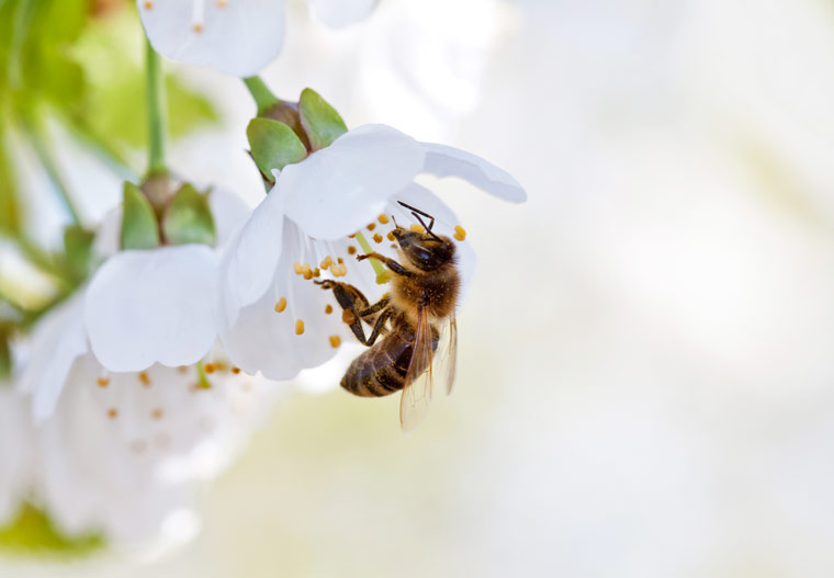 10 Schritte zum Bienenschutz im Alltag