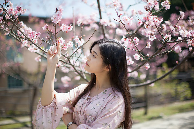 Japanerin mit Kirschblüten