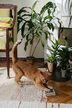Katze neben Zimmerpflanzen