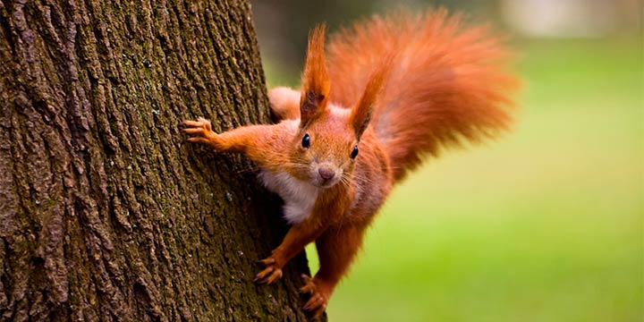 Grau statt rot: Eichhörnchen in Gefahr