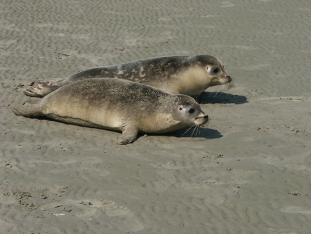 Nationalpark Wattenmeer: Einblick in eine Seehunde-Station