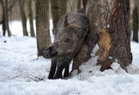 Tiere im Winter-Wald: Nachhaltige Überlebensstrategien