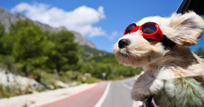 Nebu reb kollidere Ferien mit Hund Hotel Ferienhaus mit Hund Reiseländer für Reisen mit Hunde