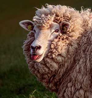 Die beste Wolle kommt vom Schaf und ist möglich natürlich © Michael Grabscheit/pixelio.de