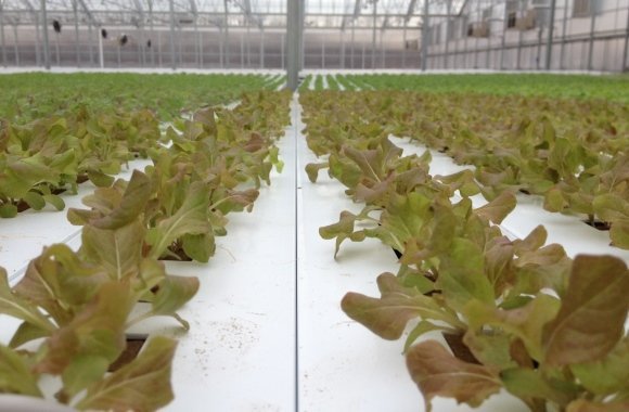 Nachhaltig, gesund und frisch: Gemüseanbau wird revolutioniert