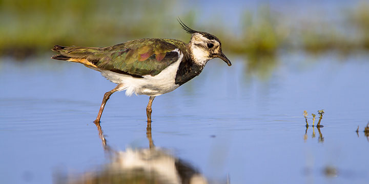 Viele Vogelarten vom Aussterben bedroht