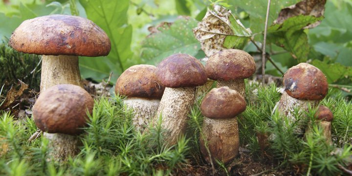 Pilze sammeln und frisch zubereiten: Tipps und Rezeptvorschläge