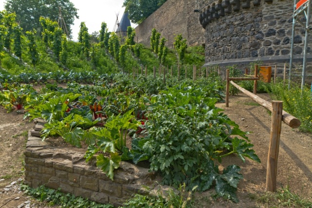 Urban Gardening, nachhaltiges Konzept macht Andernach zur essbaren Stadt