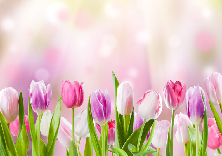 Arbeiten im Aprilgarten: Tipps, Tricks und der Frühling kann kommen