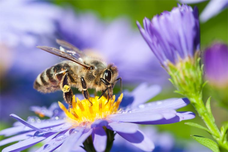 Dynamischer Agroforst schützt Bienen und Insekten