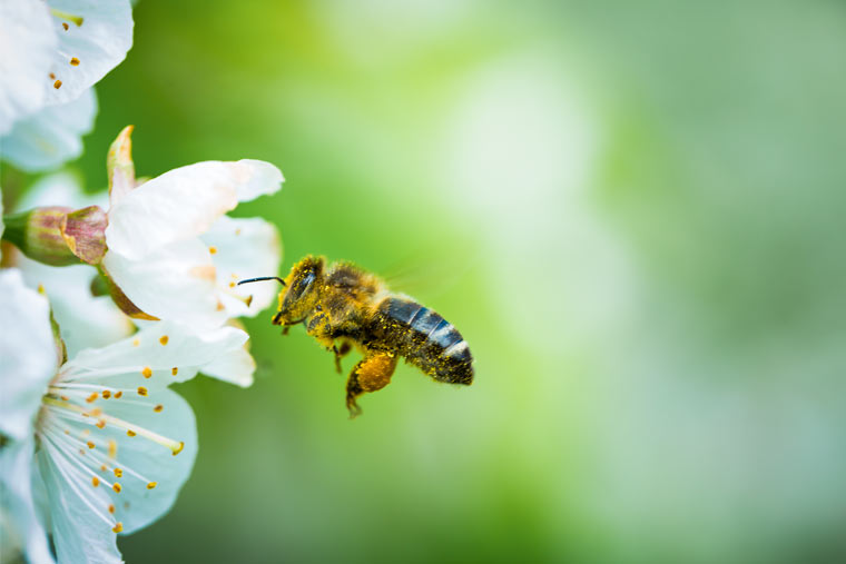 Biene auf Kirschblüte