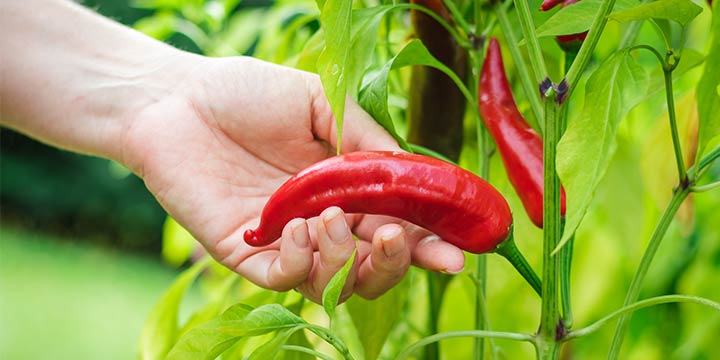 Chilis selbst anbauen – Schärfe nach dem eigenen Geschmack