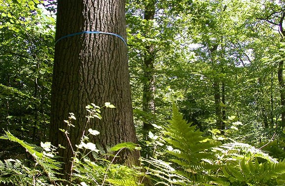 Naturnah: Friedwälder als letzte Ruhestätte
