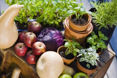 Bio Garten Tipps und Gartenarbeit im Oktober und Topfpflanzen überwintern
