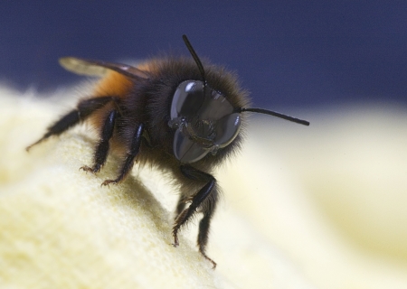 Forschung: Blumen die Bienen anlocken nutzen elektrische Ladung