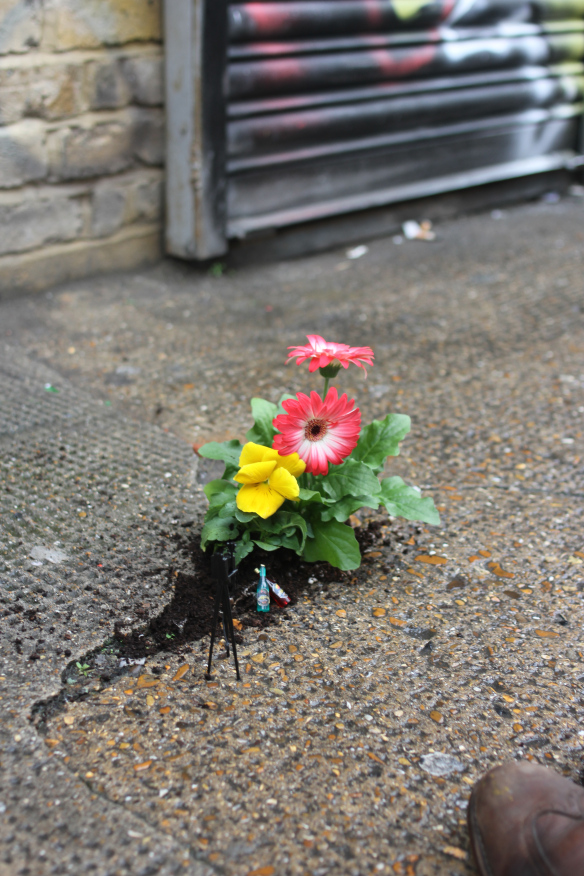 Urban Gardening des Pothole Gardener