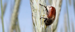 Die Engerlinge von Gartenlaubkäfern ernähren sich von Wurzeln der Gräser © H. May /NABU