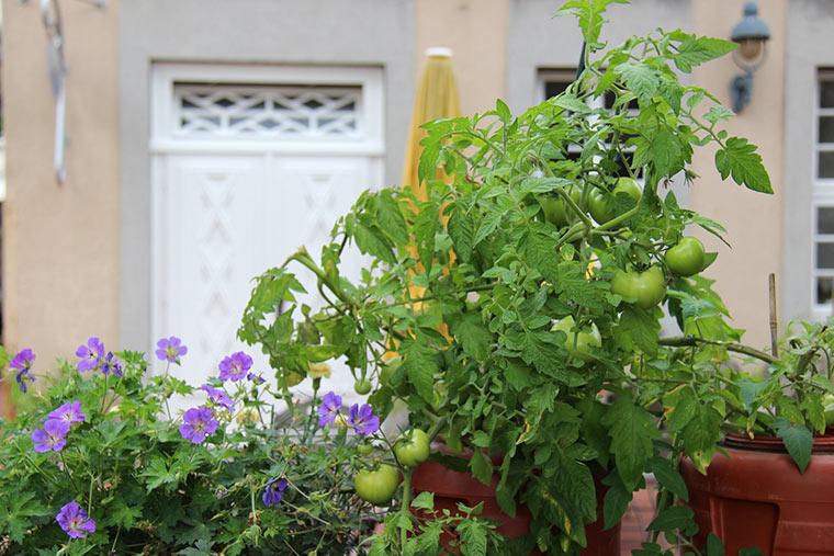 Tomatenpflanze in Fussgängerzone