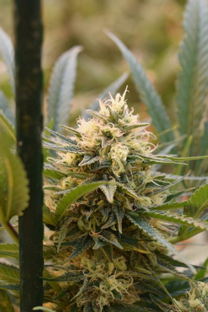 Cannabis Blüten