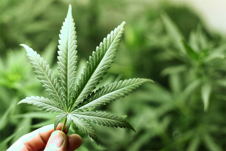 Cannabis: Hilft die Pflanze als Medikament gegen MS und Parkinson?