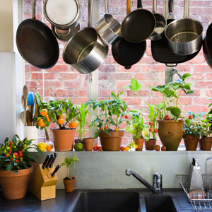 Küche Pflanzen
