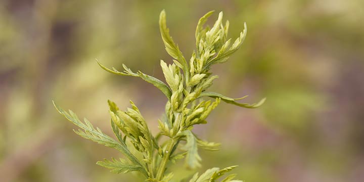 Die Super-Heilpflanze Artemisia annua -Einjähriger Beifuß