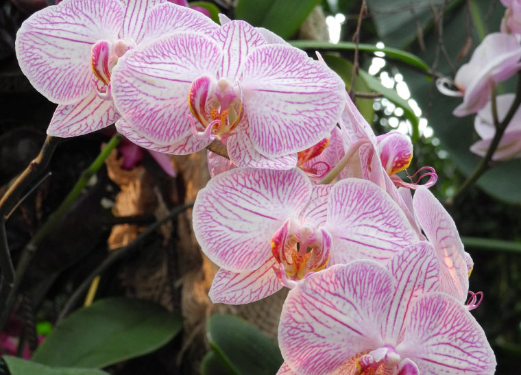 Schöne Orchideenblüten
