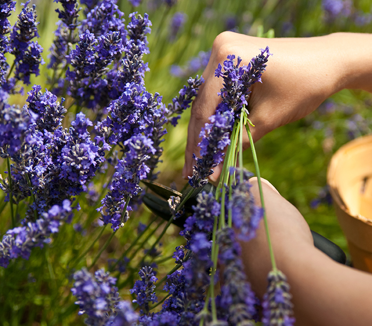 Lavendel: So schützen Sie Ihren Garten vor Schädlingen 