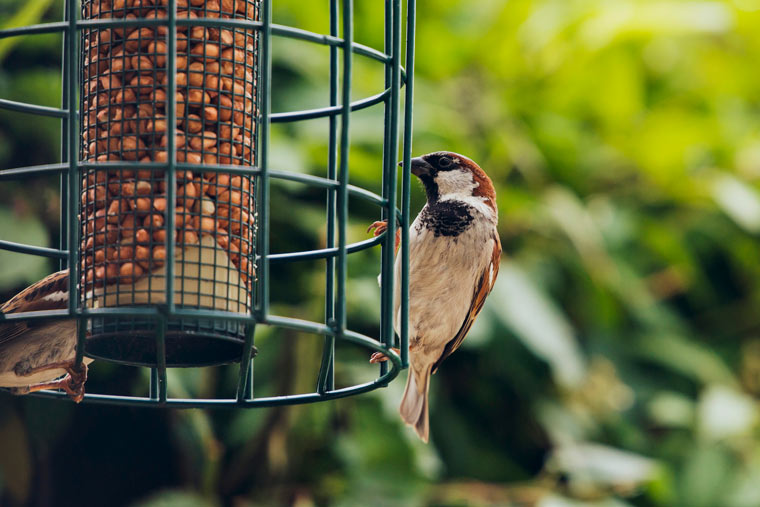 Nicht nur bei klirrender Kälte Vögel im Garten füttern