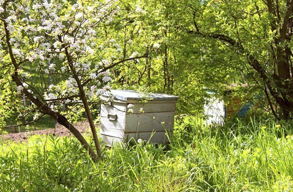 Bienenstock selber bauen: Bauanleitung für die eigene Bienenkiste