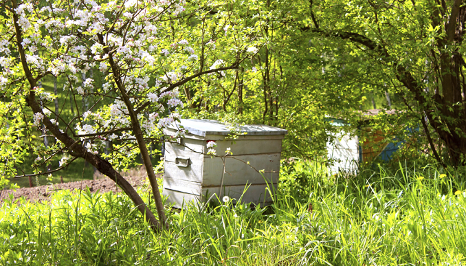 Bienenstock selber bauen: Bauanleitung für die eigene Bienenkiste