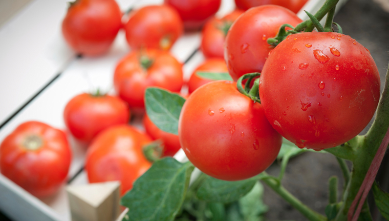 Frieren Sie Tomaten einfach in luftdicht verschlossenen Gefrierbeutel ein.