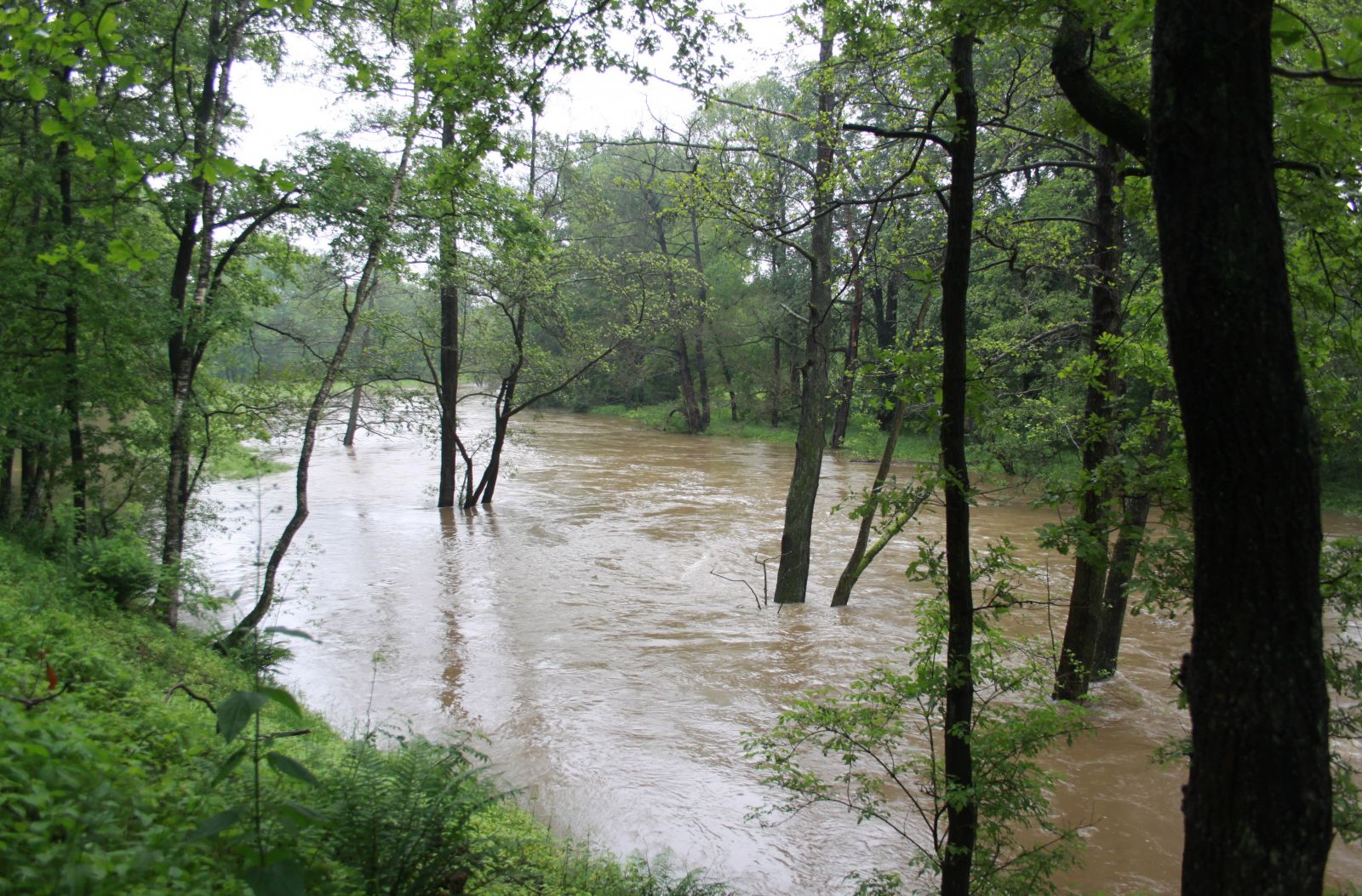 Hochwasser DBU-Naturerbefläche Daubaner Wald 