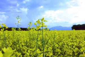 Nachhaltig produzierter Biokraftstoff ist umweltfreundlich.