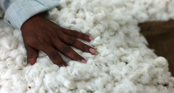 Faire Baumwolle wird unter fairen Arbeitsbedigungen angebaut © Santiago Engealhardt/ TransFair e.V.