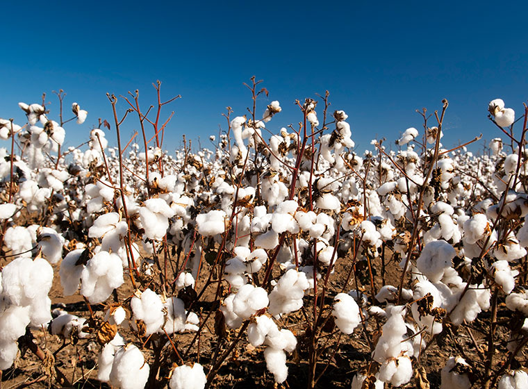 Bio Baumwolle als nachhaltiger Rohstoff