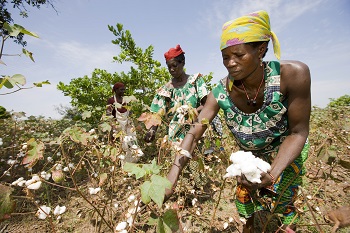 Baumwolle fair trade Cotton made in Africa