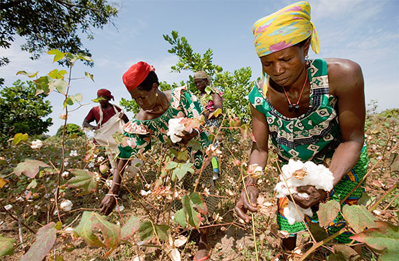 Der Erfolg von Cotton made in Africa