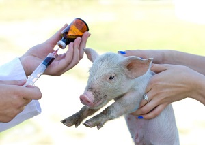 Weniger Antibiotika in der Tierhaltung © Jevtic/iStock/Thinkstock