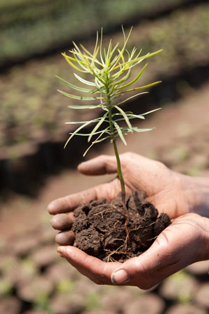 Bäume für Äthiopien - Stiftung Menschen für Menschen macht Äthiopiens Böden wieder fruchtbar