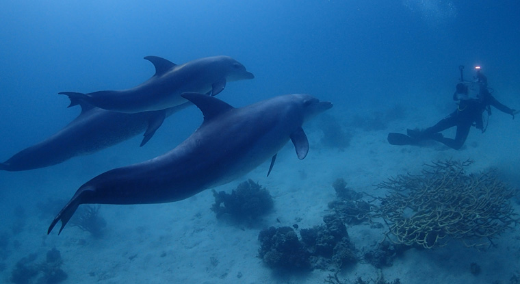 Eine Doku über Delfine zeigt tolle Bilder der hochintelligenten Tiere