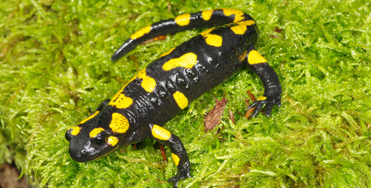 Sein wissenschaftlicher Namen klingt fast schon lustig: Salamandra salamandra