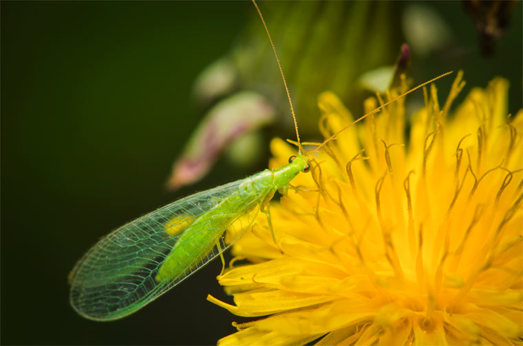 Florfliege - Hübscher Nützling vertilgt 500 Blattläuse
