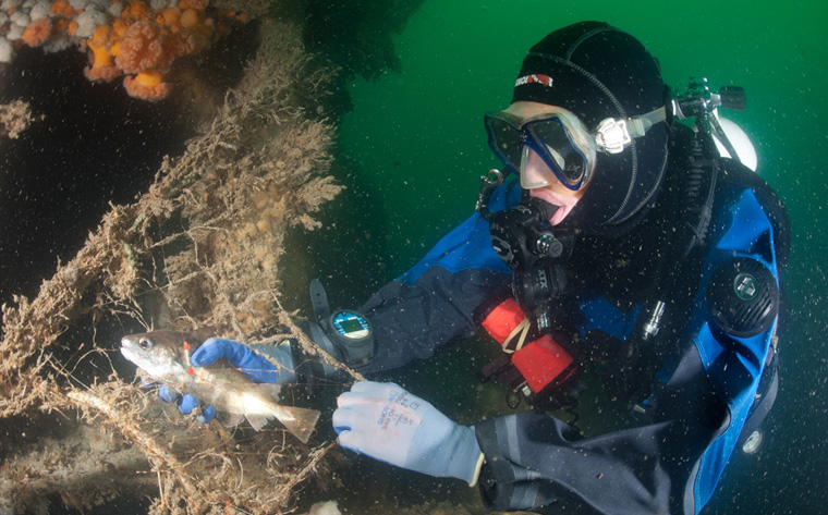 Ein taucher reinigt die Nordsee und befreit einen Fisch aus einem alten Fischernetz