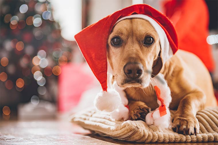 Hund als Weihnachtsgeschenk