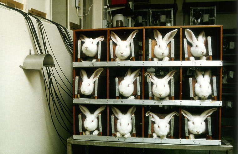 Kaninchen Pyrogentest