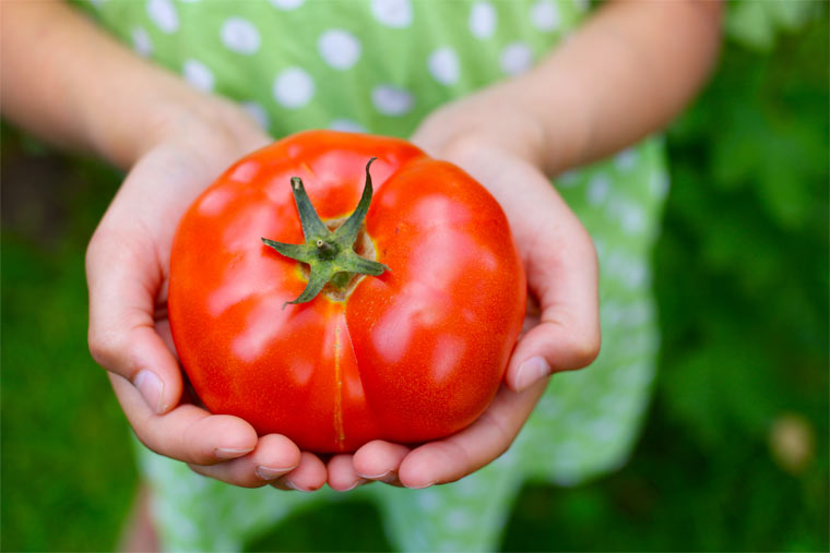 Bürgerwehr gegen Syngenta-Tomaten-Patent