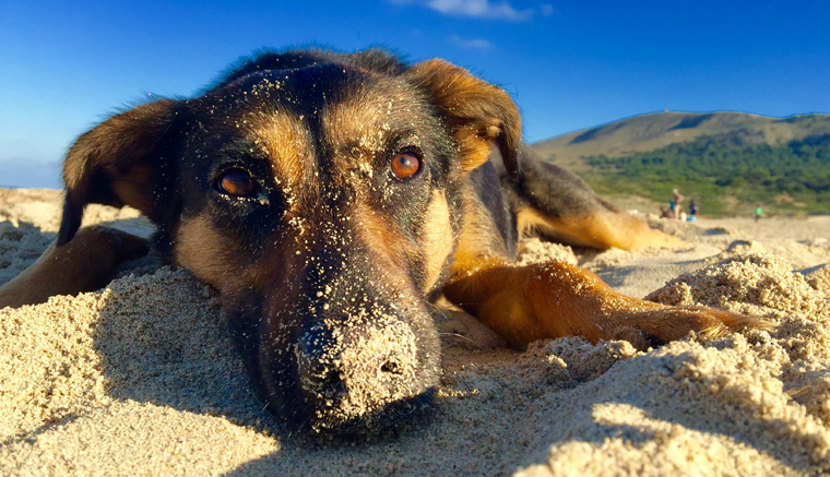Ferien mit Hund tolle Ferienwohnungen mit Hund auf Mallorca