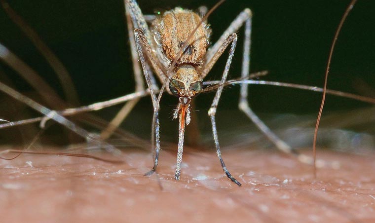 Gefährliche Mückenstiche ? besonders für Kinder