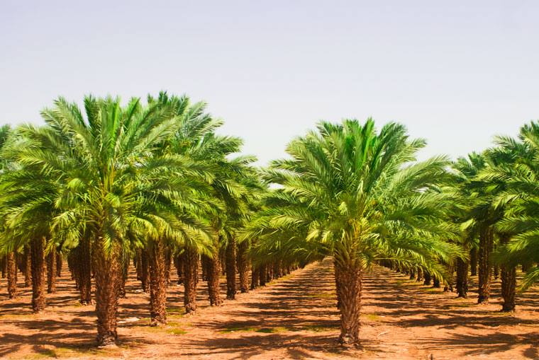 Palmöl Plantage